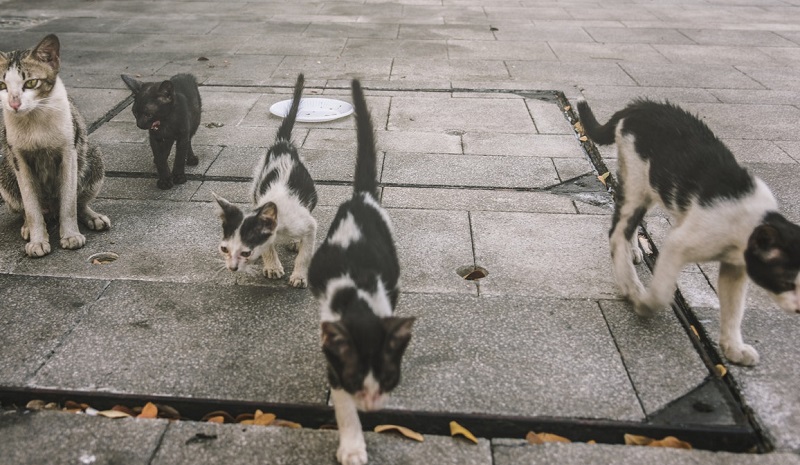 animais-de-rua-um-problema-que-demanda-participacao-coletiva